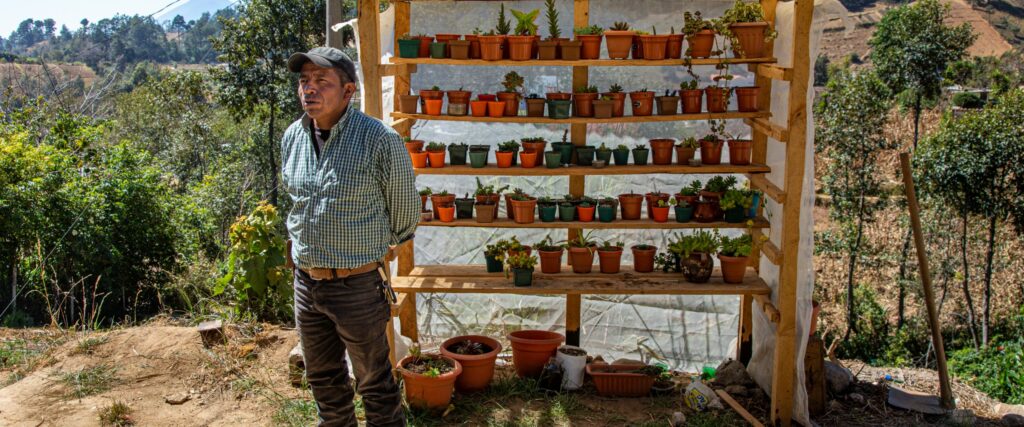Man framför plantor i Guatemala